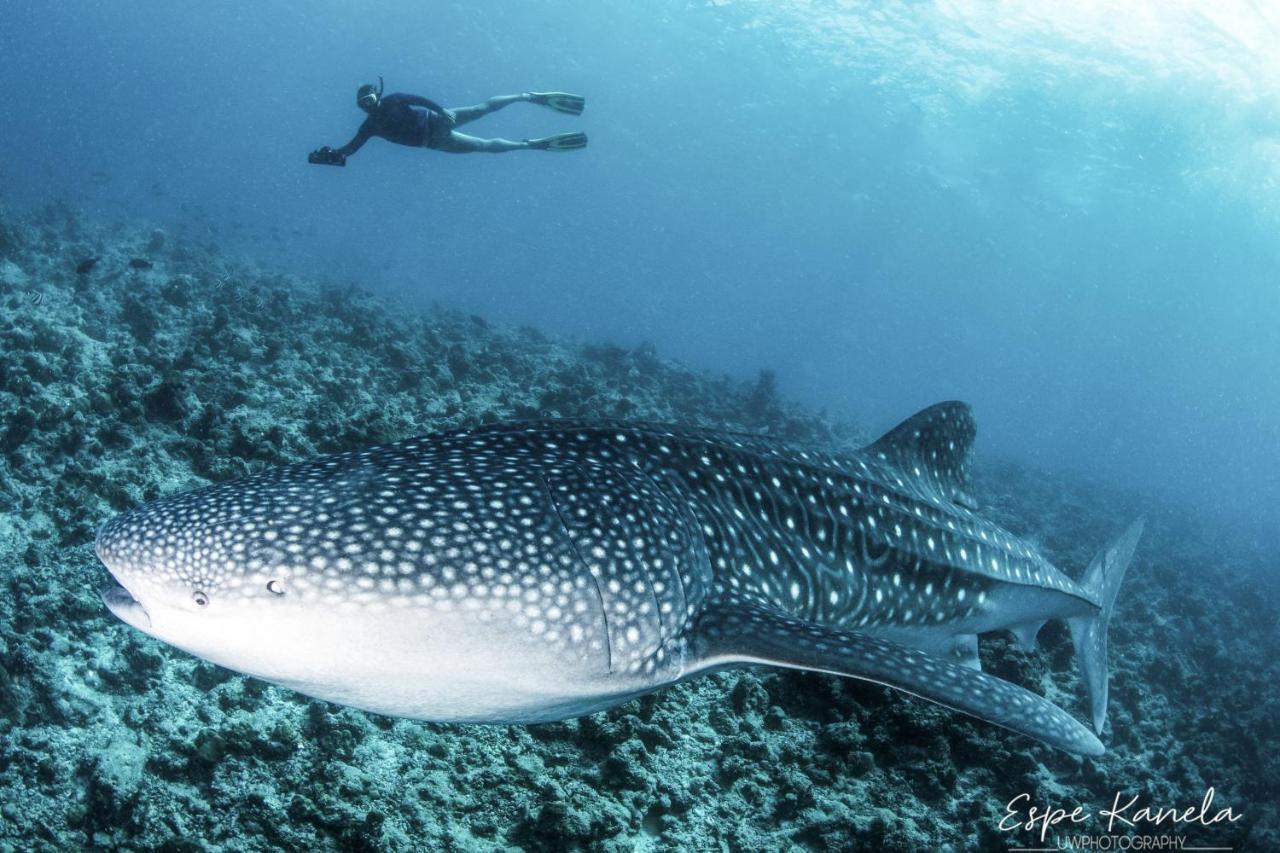 South Ari Dive Center Hotel Dhangethi Bagian luar foto